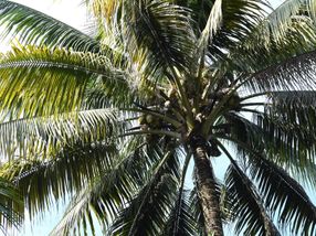 Swiss-led Initiative for Sustainable, Fair-Trade, Organic Coconut Oil