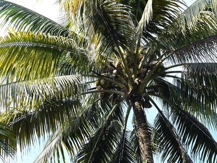 Iniziativa guidata dalla Svizzera per un olio di cocco biologico, equo e sostenibile