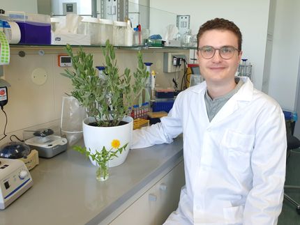 Gli estratti di erbe dal gusto amaro stimolano le cellule gastriche