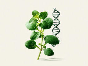 What gives stevia its sweetness?