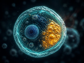 Fat hack protects against cell death