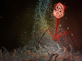 Neues antivirales Antibiotikum: Daunorubicin stoppt Bakteriophagen durch vorzeitigen Zelltod