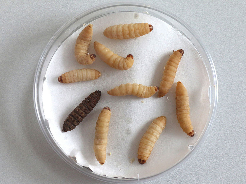Larvas de insectos como ferramenta de rastreio - Como as larvas de traça-da-cera podem ajudar a reduzir a necessidade de testes em mamíferos na investigação de infecções