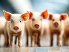 Ceva Animal Health acquisisce una spin-off biotecnologica dell'Università di León