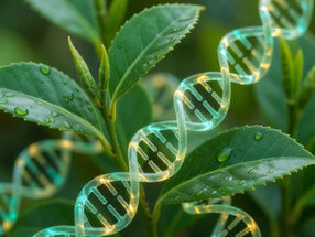 Cómo las plantas del té regulan la composición química de su sabor