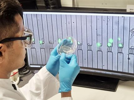La piattaforma "Lab-on-a-Chip" mostra come le cellule immunitarie attaccano le cellule tumorali