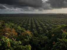 La palma aceitera, el coco y la soja provocan más extinciones de especies de lo que se pensaba