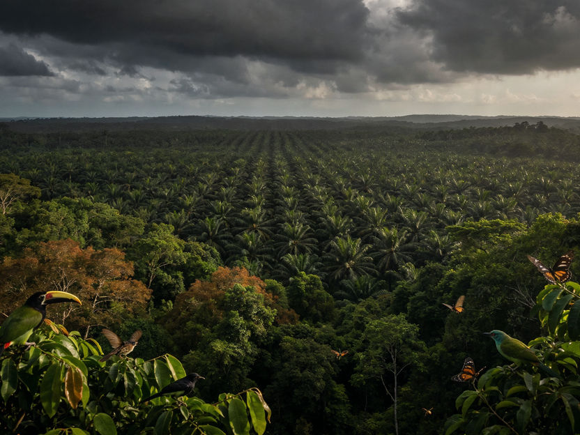 A palma-de-óleo, o coco e a soja causam mais extinções de espécies do que se pensava - O principal fator determinante é o consumo per capita e não o crescimento da população mundial