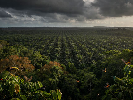 La palma aceitera, el coco y la soja provocan más extinciones de especies de lo que se pensaba