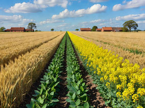 Comment renforcer la résilience de l'agriculture : une nouvelle étude met en évidence les avantages de la diversification des cultures dans les grandes cultures