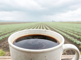 Secondo il rapporto, una tazza di caffè su cinque contiene residui tossici di pesticidi