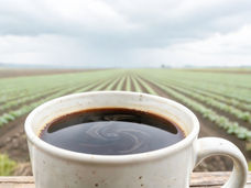 Secondo il rapporto, una tazza di caffè su cinque contiene residui tossici di pesticidi