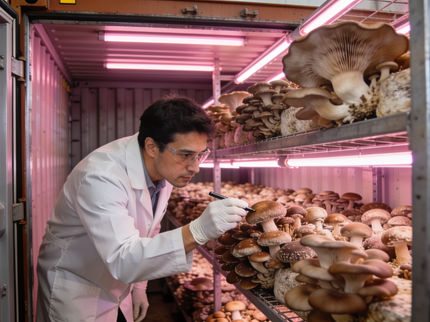 Mushroom Containers on the Research Campus: Fraunhofer Tests Urban Food Production