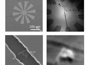 Magnetische Bildgebung: Mikroblumen verstärken das lokale Magnetfeld