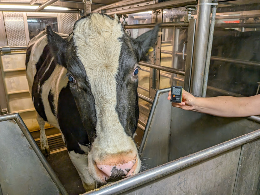 Effect of climate change: Moderate heat is enough to trigger signs of inflammation and coagulation in dairy cows - FBN Study: Bacterial endotoxins enter the bloodstream even under moderate heat stress (THI 76)