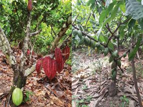 De nouvelles stratégies pour la préservation des variétés locales de cacao