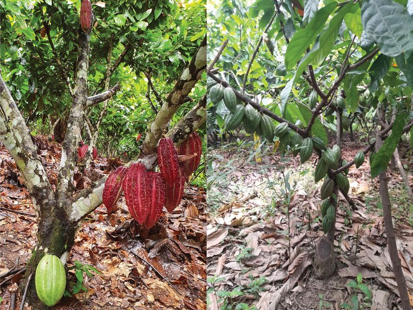 De nouvelles stratégies pour la préservation des variétés locales de cacao