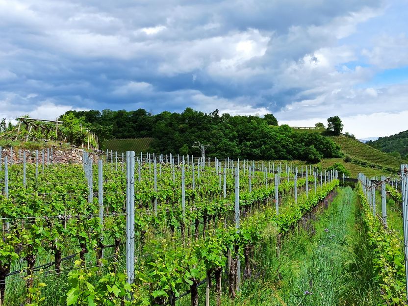 Vineyards Under Climate Stress: Research Opens New Paths for Viticulture - Climate Adaptation in Vineyards: Mountainous Regions Need Their Own Strategies