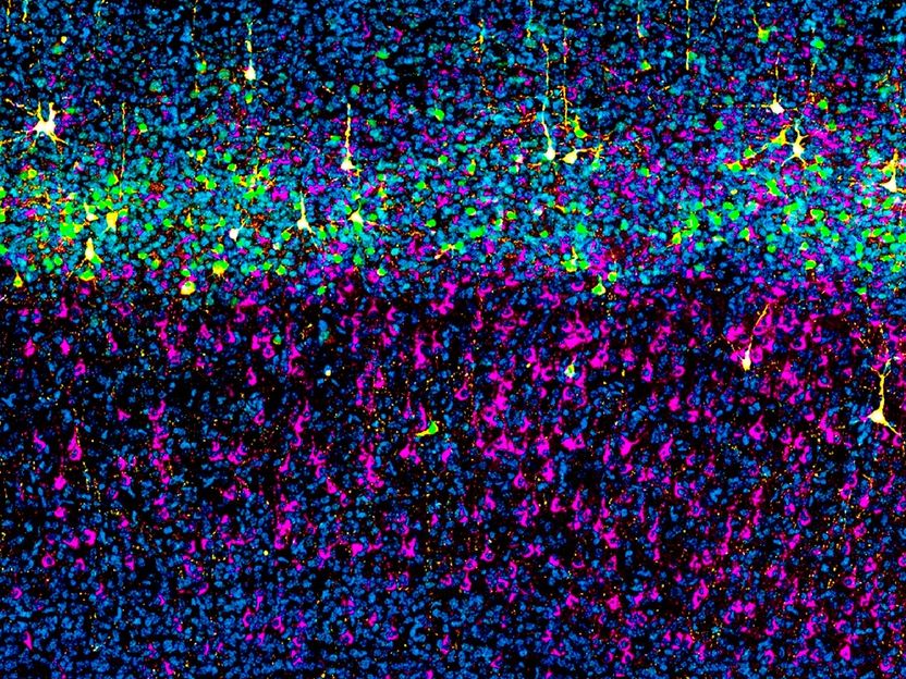 © Irene Varela-Martínez/CNB-CSIC