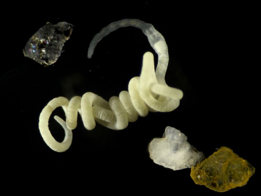 El bioplástico natural por excelencia es el alimento para los animales - Un nuevo estudio ofrece datos inesperados sobre cómo se descomponen en la naturaleza los plásticos biodegradables de PHA