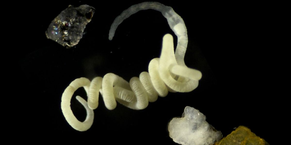 Alexander Gruhl, Max Planck Institute for Marine Microbiology