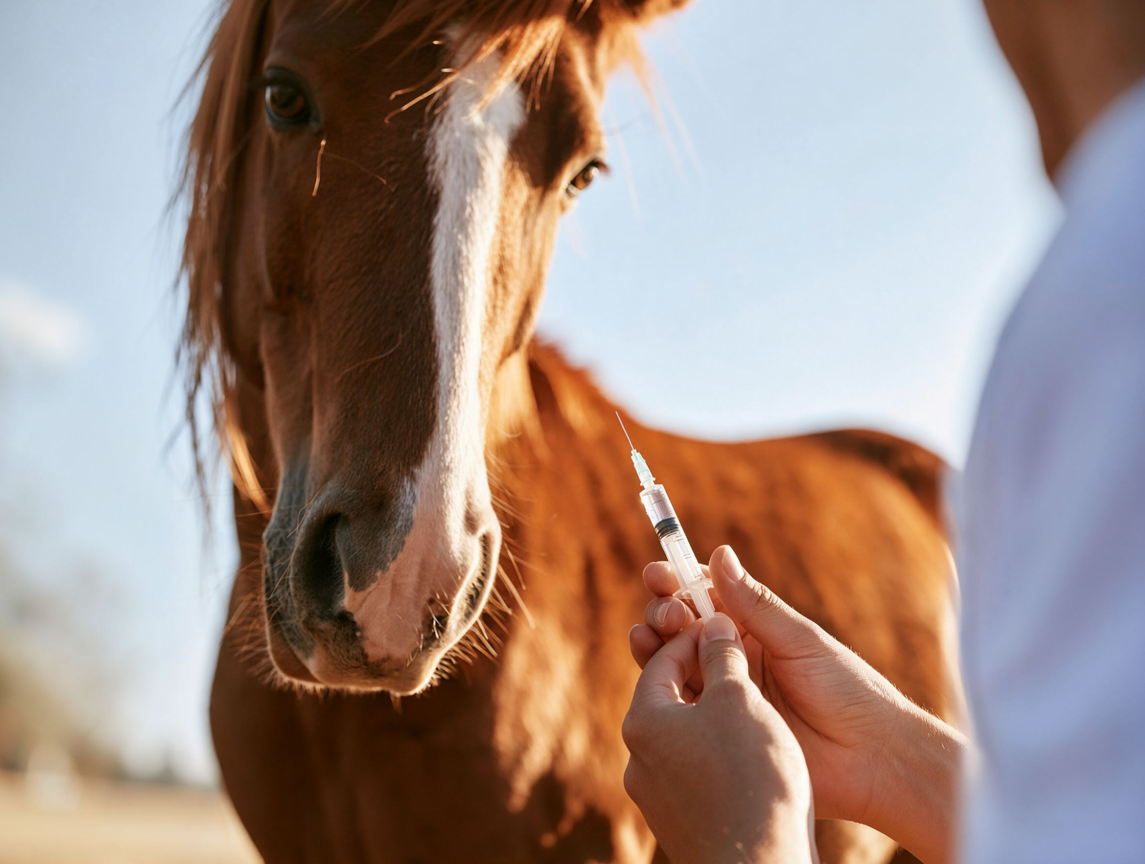 Boehringer Ingelheim acquires Swiss biotech in bid to combat equine allergies