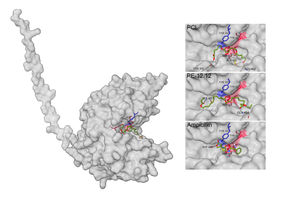 Una enzima que da esperanzas: se ha descubierto en bacterias una nueva enzima capaz de degradar el plástico