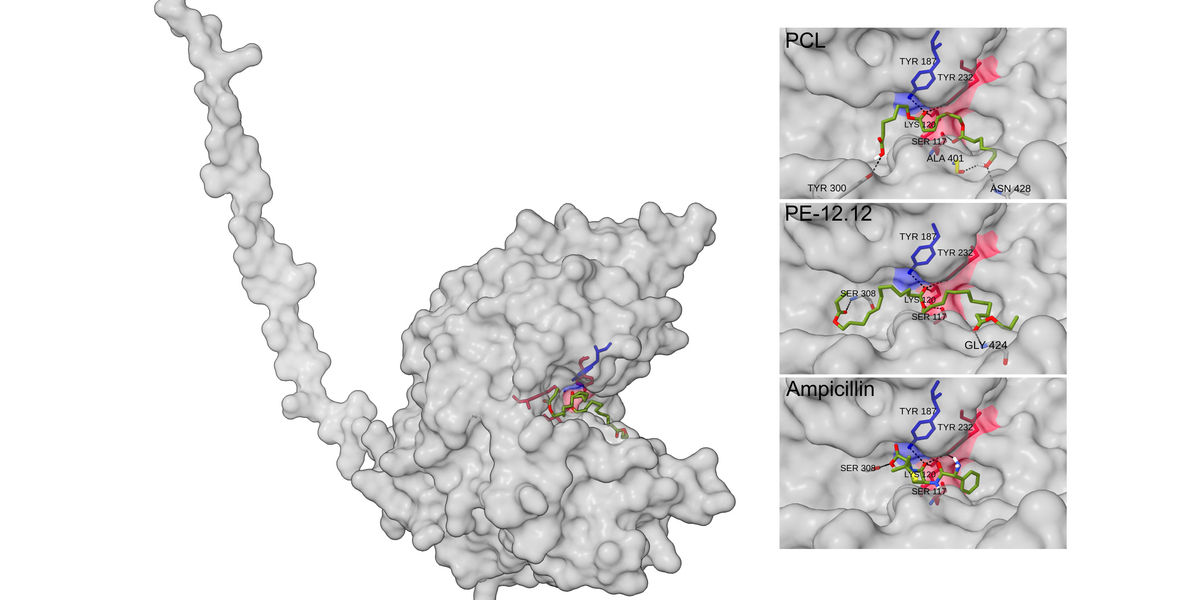 AG Schleheck, Copyright: The ISME Journal, DOI 10.1093/ismejo/wrag203, Figure 7 cropped