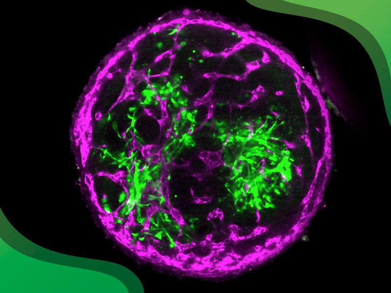 Marina Sanaki-Matsumiya/EMBL, CC BY-NC-SA