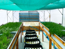 Forschung zu integrierten Produktionssystemen am Aquaculture Institute (Stellenbosch, Südafrika).