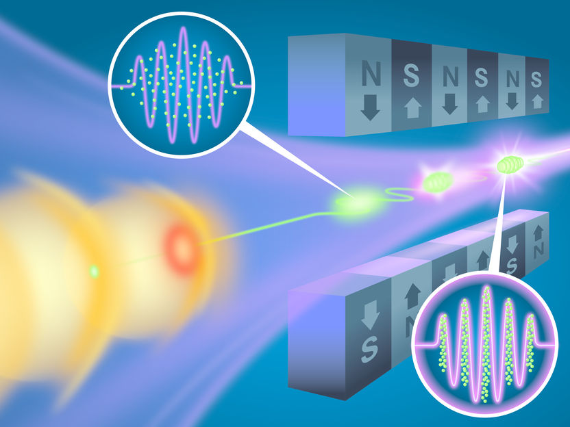 Une équipe de recherche ouvre la voie à des lasers à électrons libres compacts et peu coûteux - Le FEL laser-plasma pourrait permettre de surmonter le goulot d'étranglement lié aux durées de mesure dans la recherche