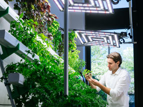 Growing Bell Peppers, Chili Peppers, and Strawberries Locally and Sustainably