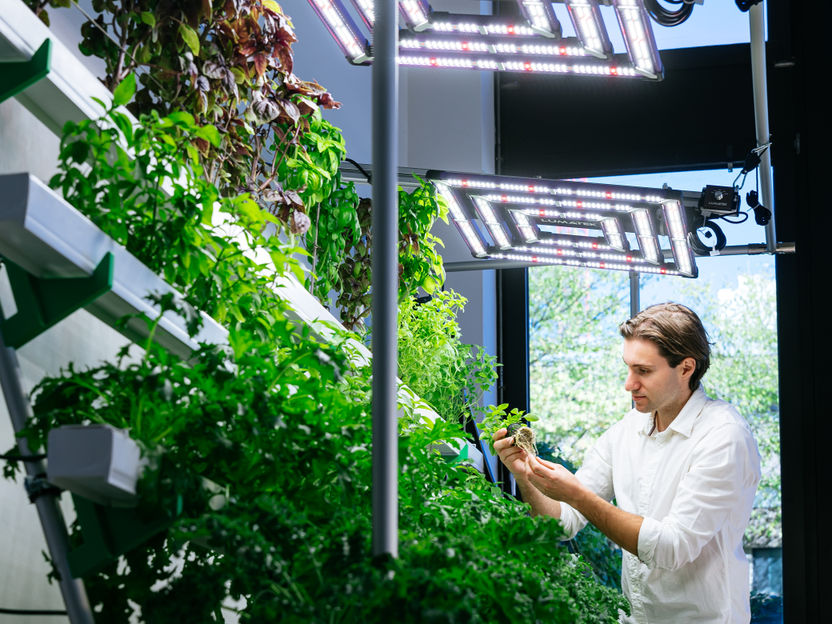Cultivar pimientos, chiles y fresas de forma regional y sostenible - Agricultura vertical en interiores: la Universidad Técnica de Colonia y NourTec GmbH desarrollan un sistema inteligente para plantas exigentes