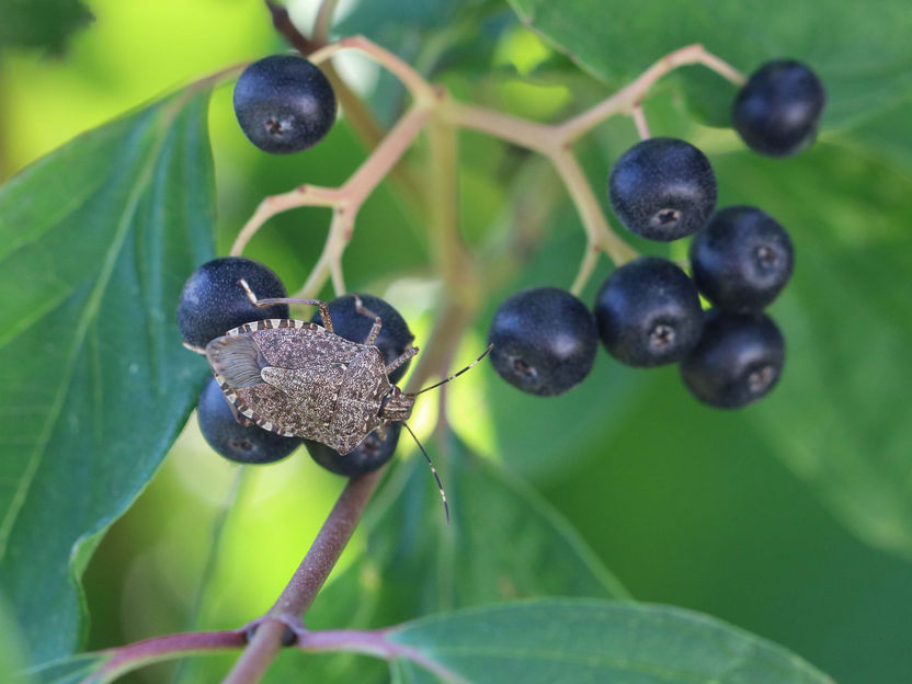 New Pheromone-Based Approach to Control the Marbled Tree Bug in Fruit and Vegetable Farming - Researchers at the Julius Kühn Institute are focusing on pheromones and pyrethrum extract—which are also suitable for organic farming