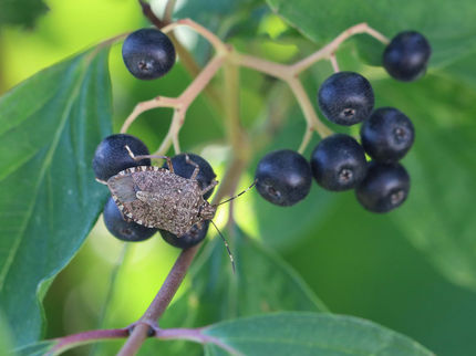Nuovo approccio fitosanitario contro la cimice marmorizzata degli alberi nella coltivazione di frutta e verdura
