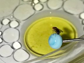 Subvención millonaria para un nuevo grupo de investigación de la DFG sobre la influencia de las grasas sometidas a tratamiento térmico en la evolución