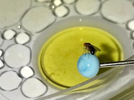 Millions in Funding for New DFG Research Group on the Influence of Heat-Treated Fats on Evolution