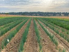Cultivo ecológico de cebollas: algunas variedades autóctonas antiguas alcanzan el nivel de los híbridos