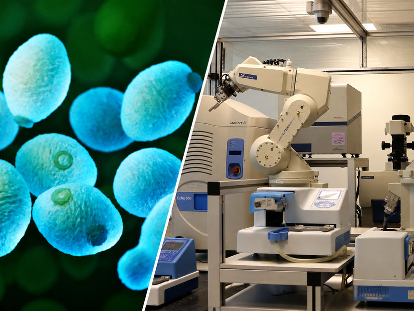 KI-Wissenschaftler stellt eigenständig biologische Hypothesen auf und testet sie im Labor - Forscher der Chalmers University entwickelten ein geschlossenes KI-Labor, das Experimente mit Bäckerhefe selbst plant und auswertet