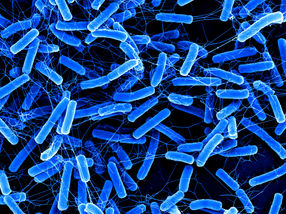 Un compuesto natural muy conocido muestra un efecto inesperado contra un temido patógeno