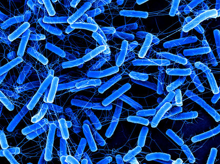 Un noto composto naturale mostra un effetto inaspettato contro un temibile agente patogeno