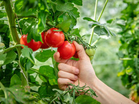 Thermisches Priming stärkt Hitzetoleranz und Ertrag von Tomaten nach erneutem Hitzestress