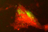 Forscher filmen Geburt von Stammzellen