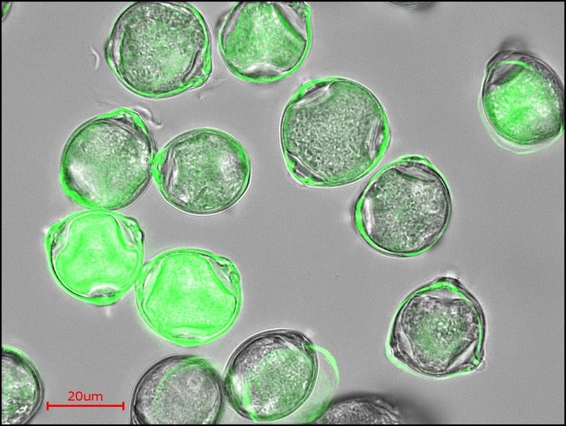 © Manabu Shiraiwa/MPI for Chemistry 