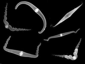 Carbon nano structures