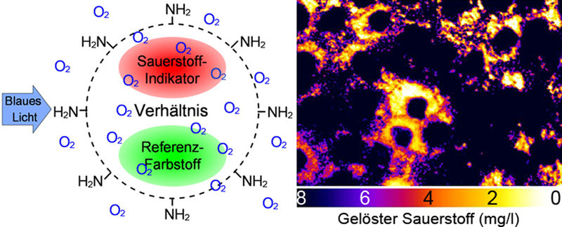 Neues Verfahren macht Sauerstoff in Zellen sichtbar - Chemiker weisen ungleichmäßige Verteilung nach