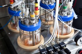 Forschungskooperation der BRAIN mit der DECHEMA zur biotechnologischen Herstellung von Perillasäure