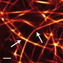 Modellsystem führt auf die Spur von Alterungsprozessen elastischer Polymere