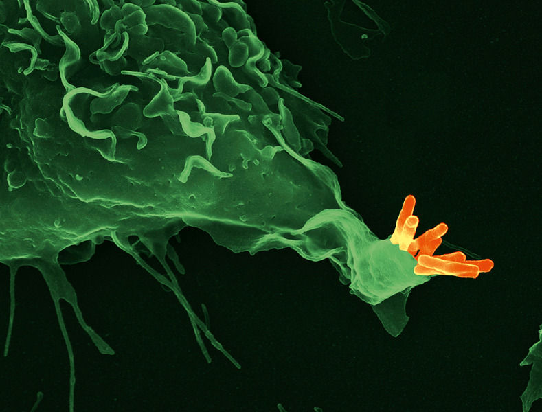 © MPI für Infektionsbiologie/Volker Brinkmann