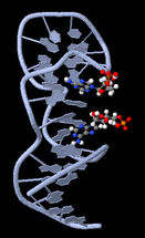 Universaldetektor aus DNA-Bausteinen